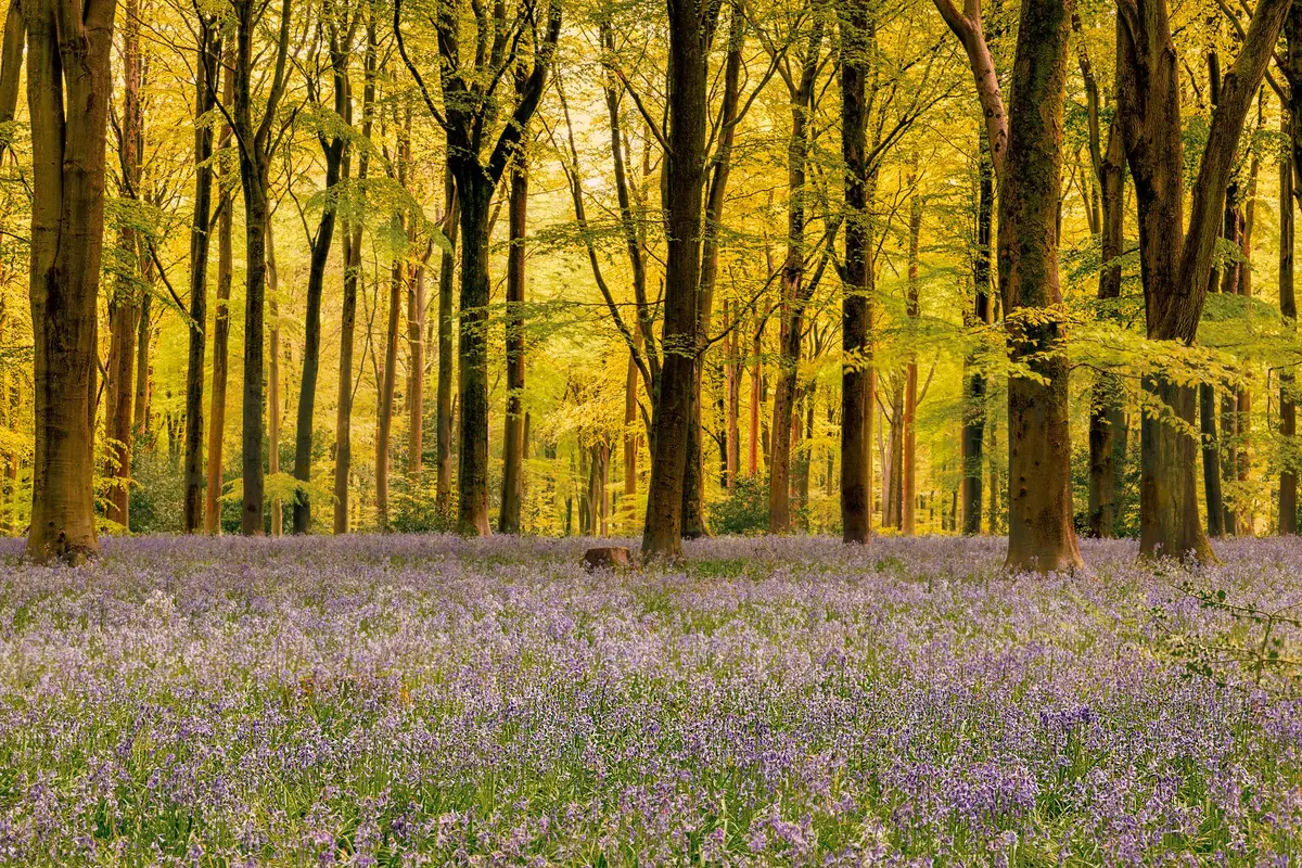 Bluebell Woodland Etiquette: How to Visit Without Damaging the Flowers