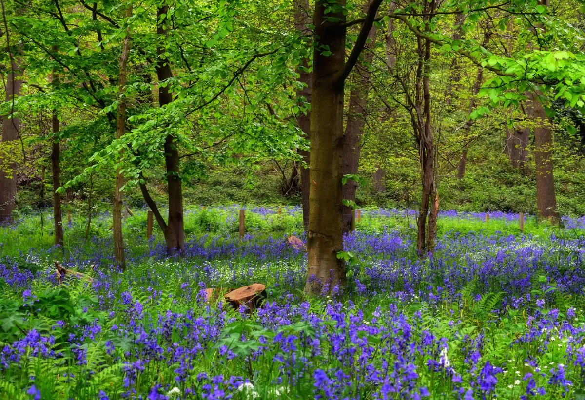 Bluebells vs Spanish Bluebells: How to Tell Them Apart