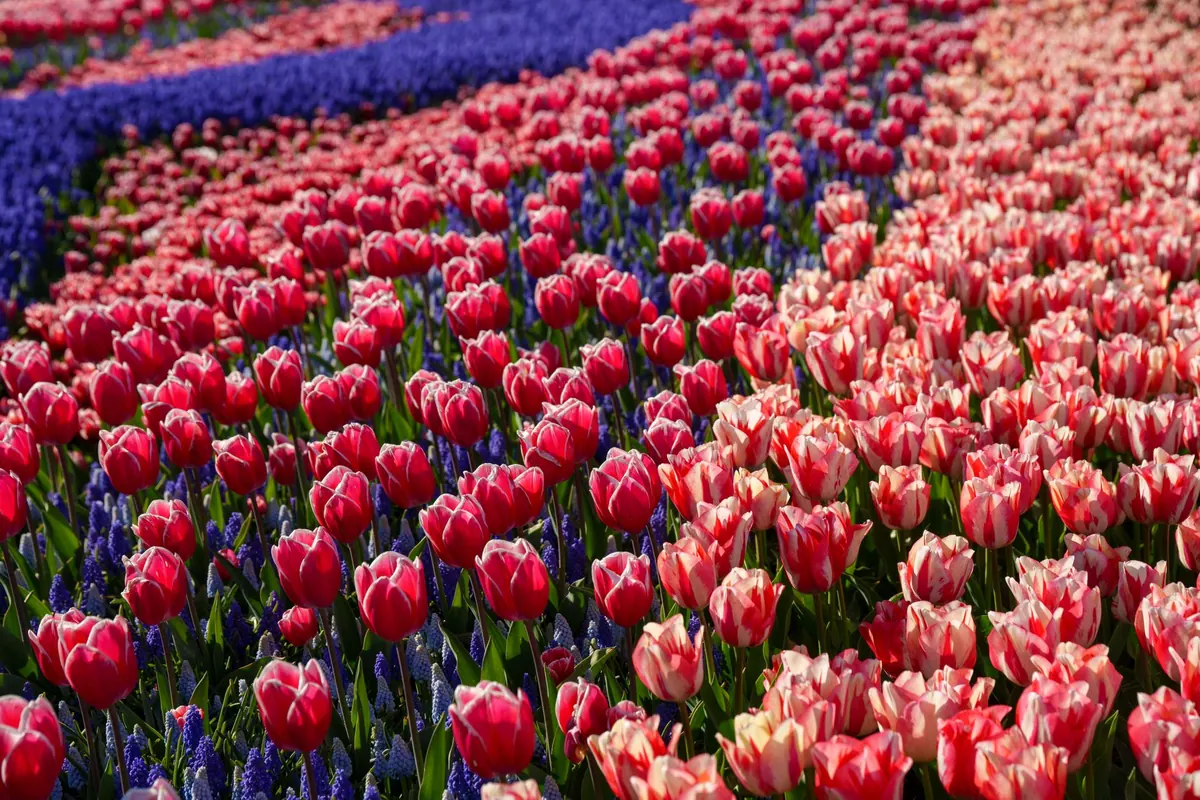 How to Create a Spring Bulb Garden with Continuous Bloom