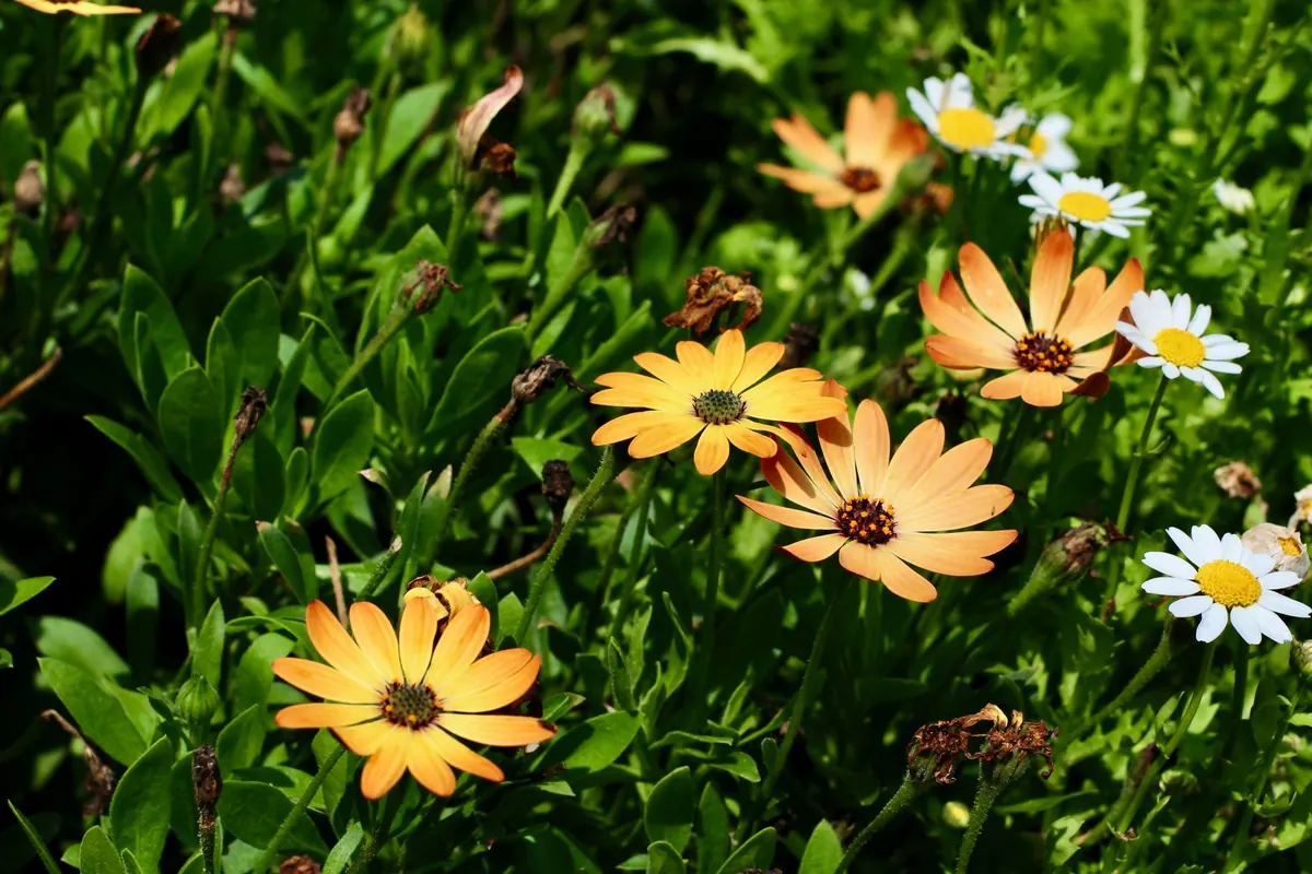 How to Naturalize a Lawn with Spring Wildflowers