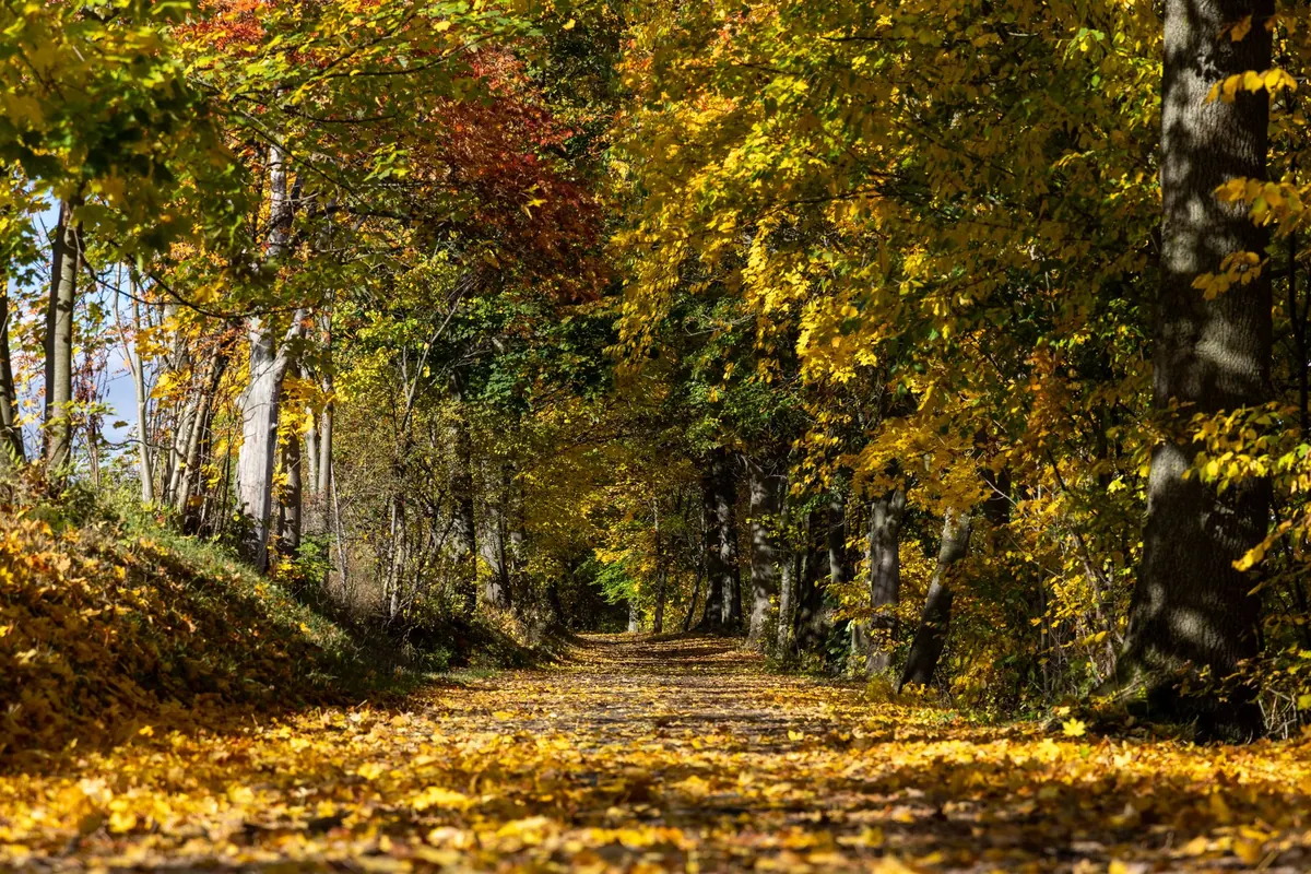 Seasonal Woodland Walk: What to Look for Each Month