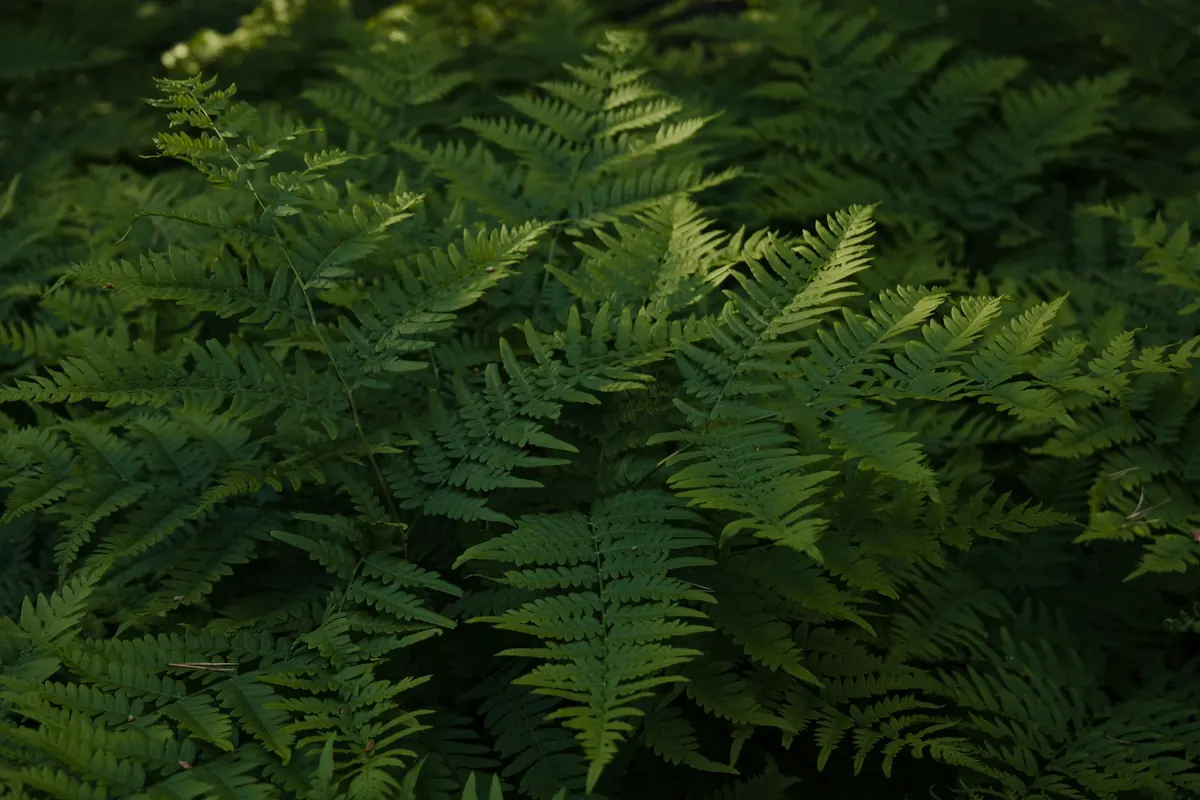 Shade-Loving Perennials for Woodland Gardens