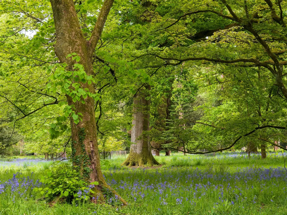 The Best Time to See Bluebells in the UK: A Regional Guide